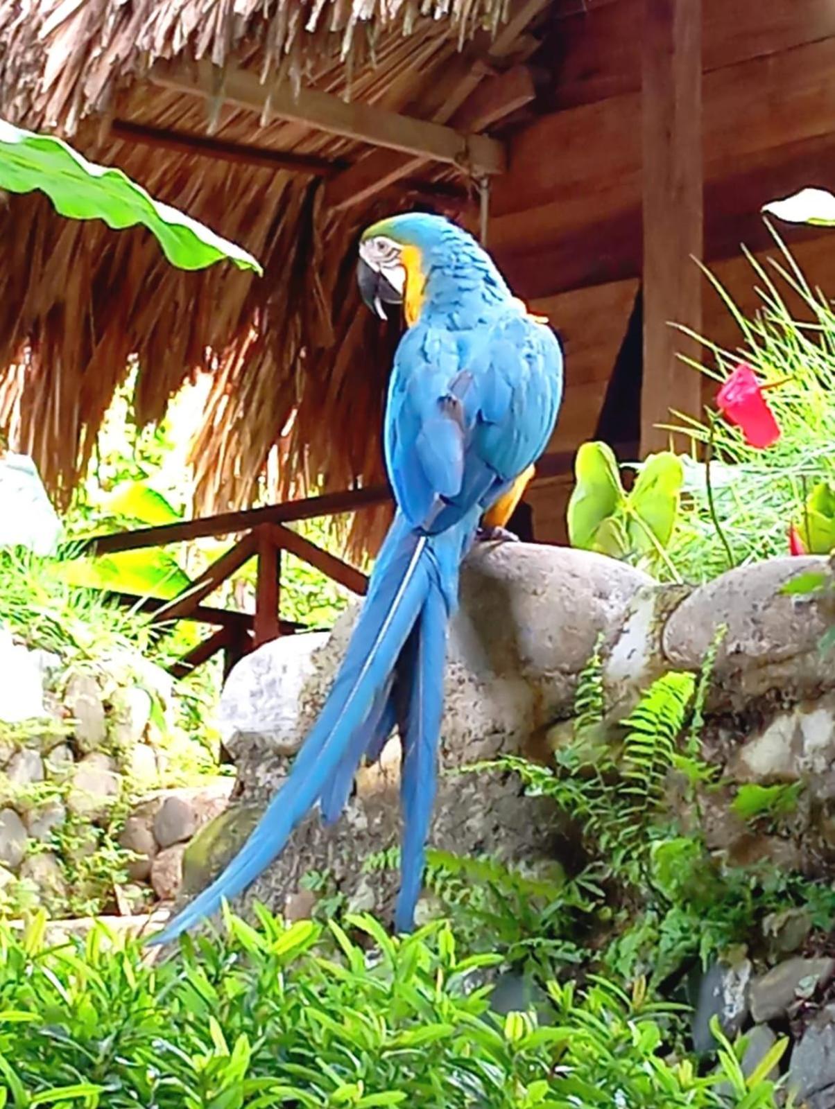 Ecocabanas Diosa Jaguar Tayrona La Esmeralda  Экстерьер фото